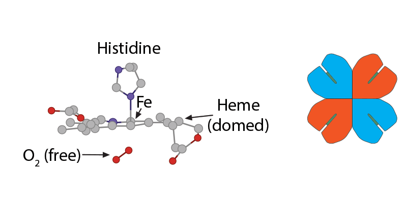 
							
								Illustration of "tense" deoxyhemoglobin and a large, complex molecule. Histidine, Heme (domed), and Fe are labeled. Near the molecule but unattached, O2 (free) is labeled. 
							
							